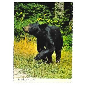 The Great Smoky Mountains National Park Black Bear Postcard Unposted